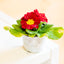 Primula