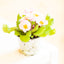 Primula