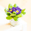 Primula
