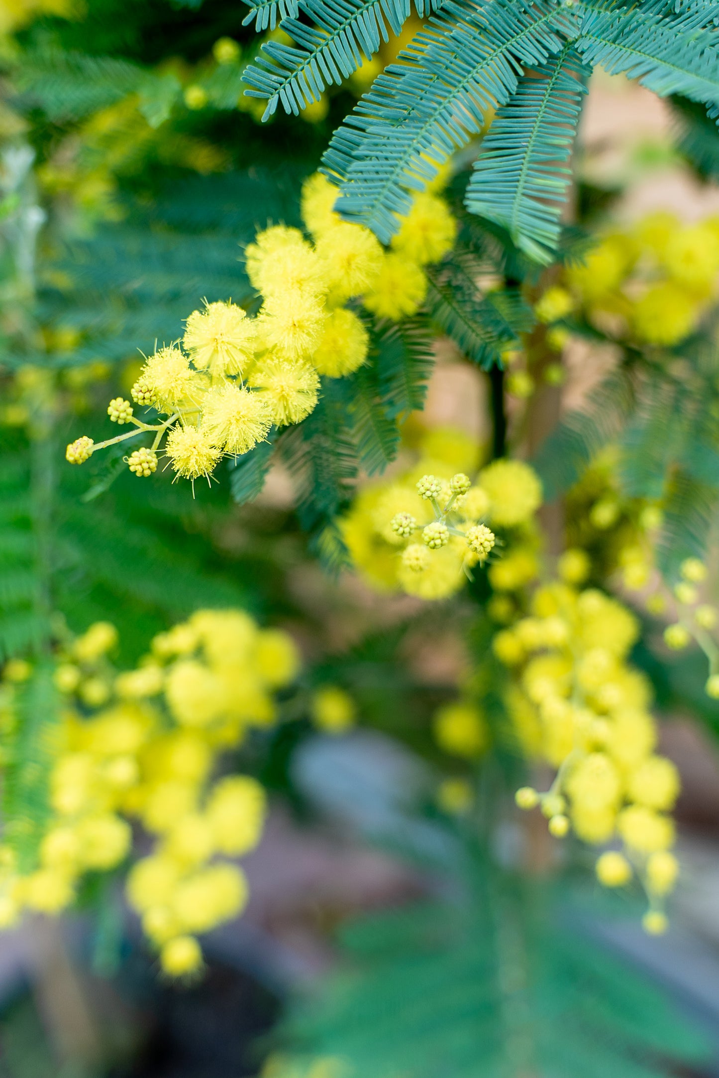 Mimosa - Acacia Dealbata