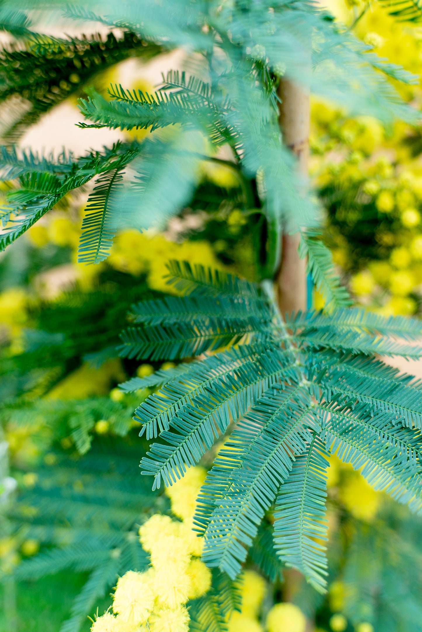 Mimosa - Acacia Dealbata