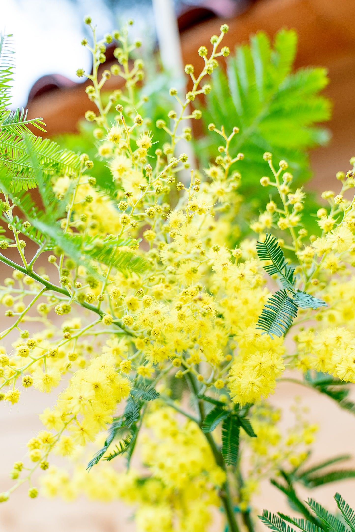 Mimosa - Acacia Dealbata