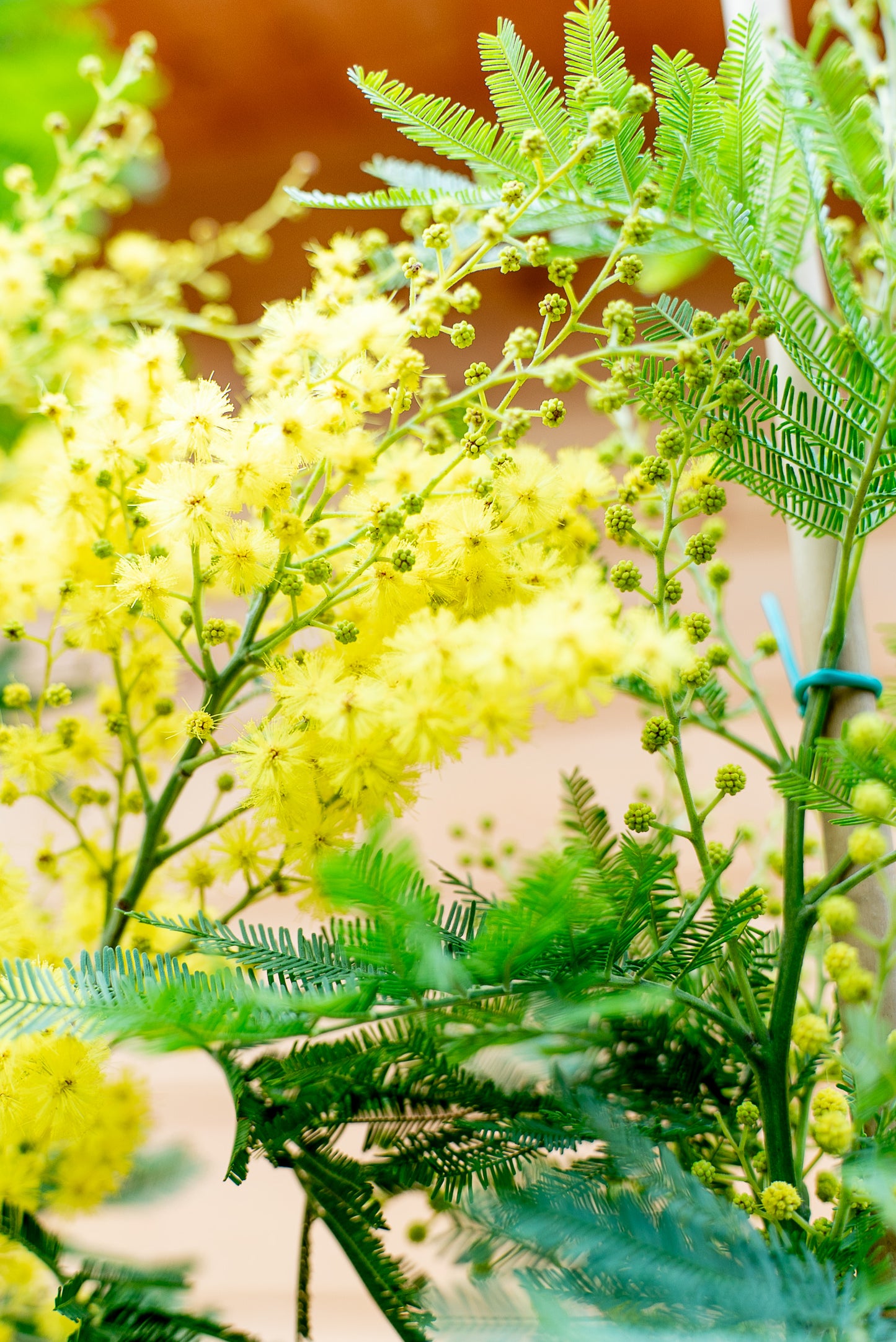 Mimosa - Acacia Dealbata