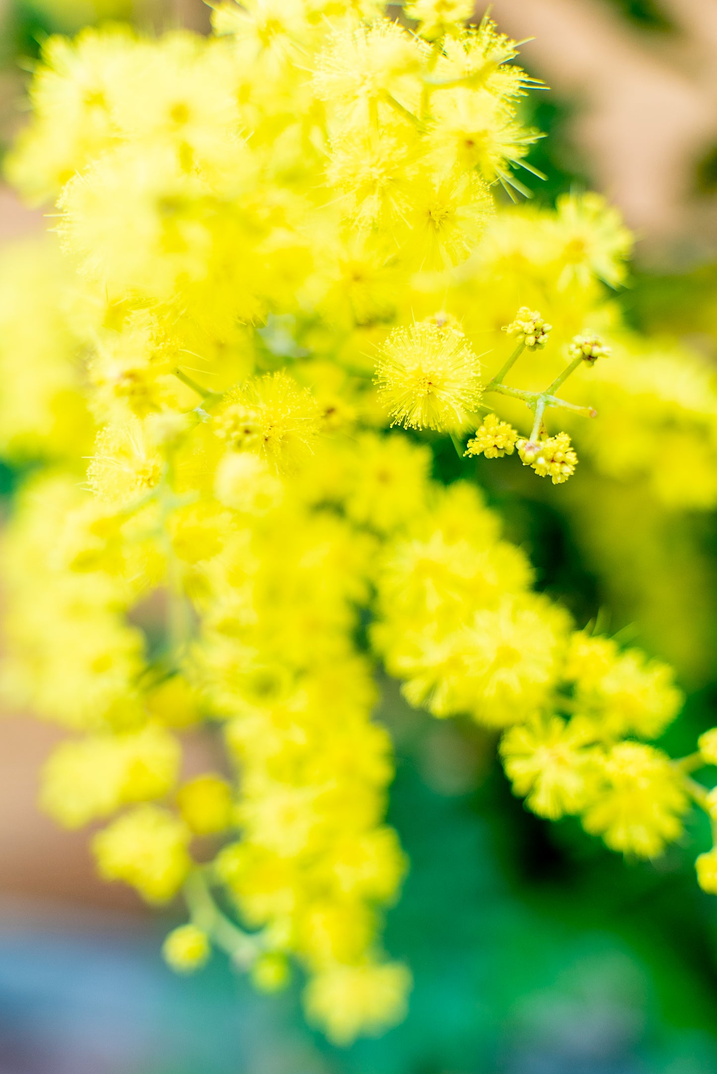 Mimosa - Acacia Dealbata