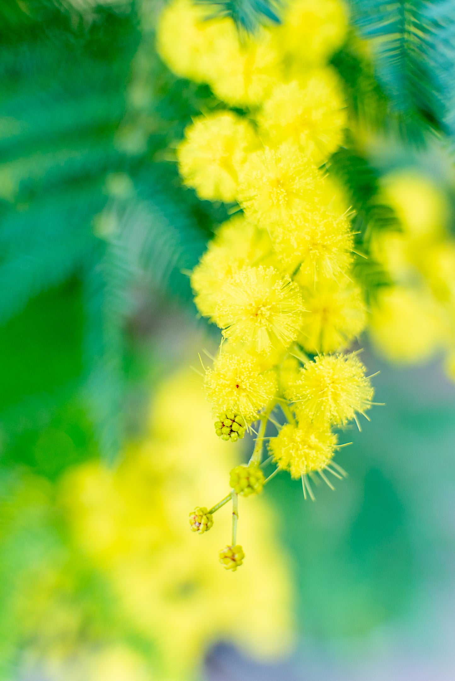 Mimosa - Acacia Dealbata