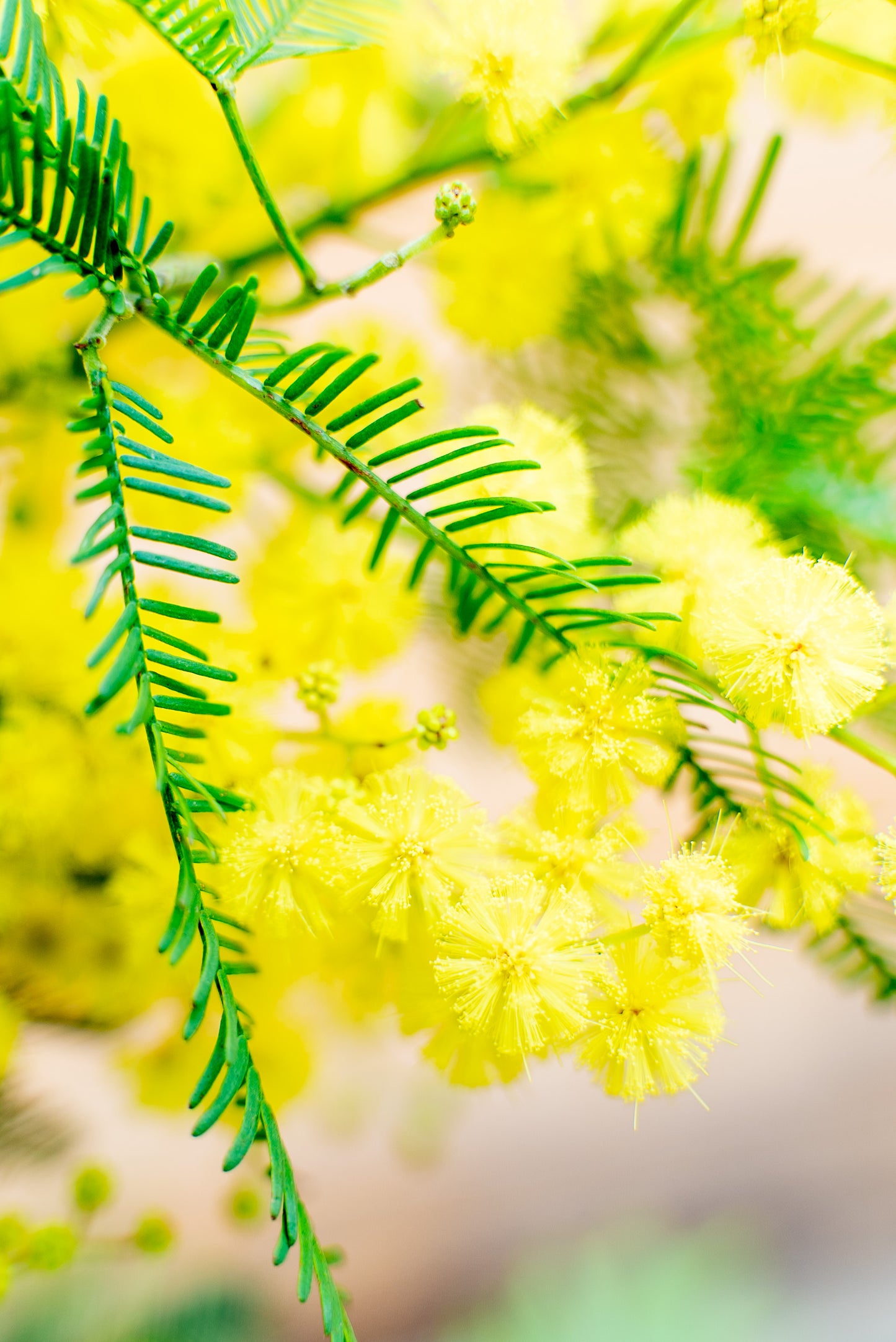 Mimosa - Acacia Dealbata