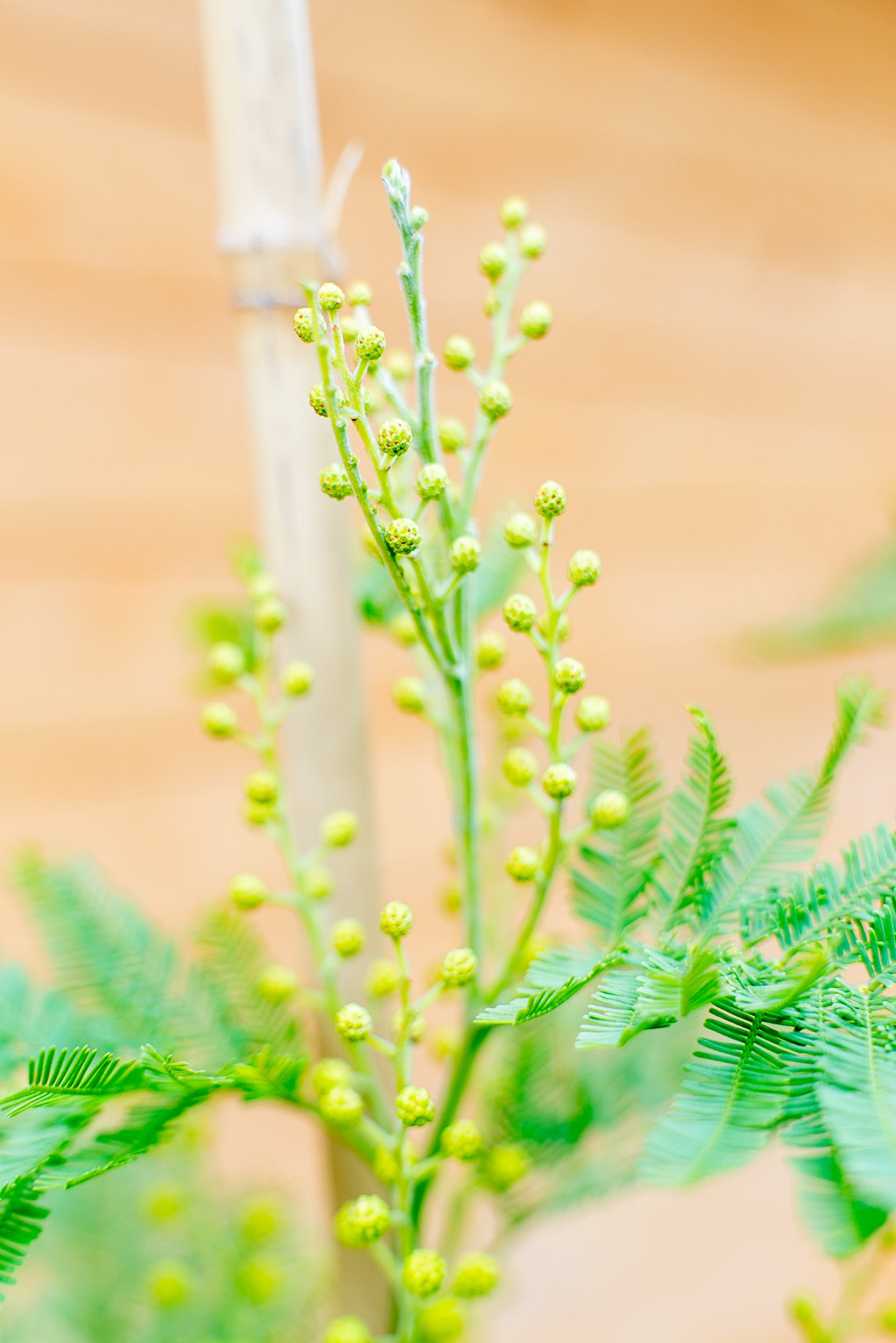 Mimosa - Acacia Dealbata