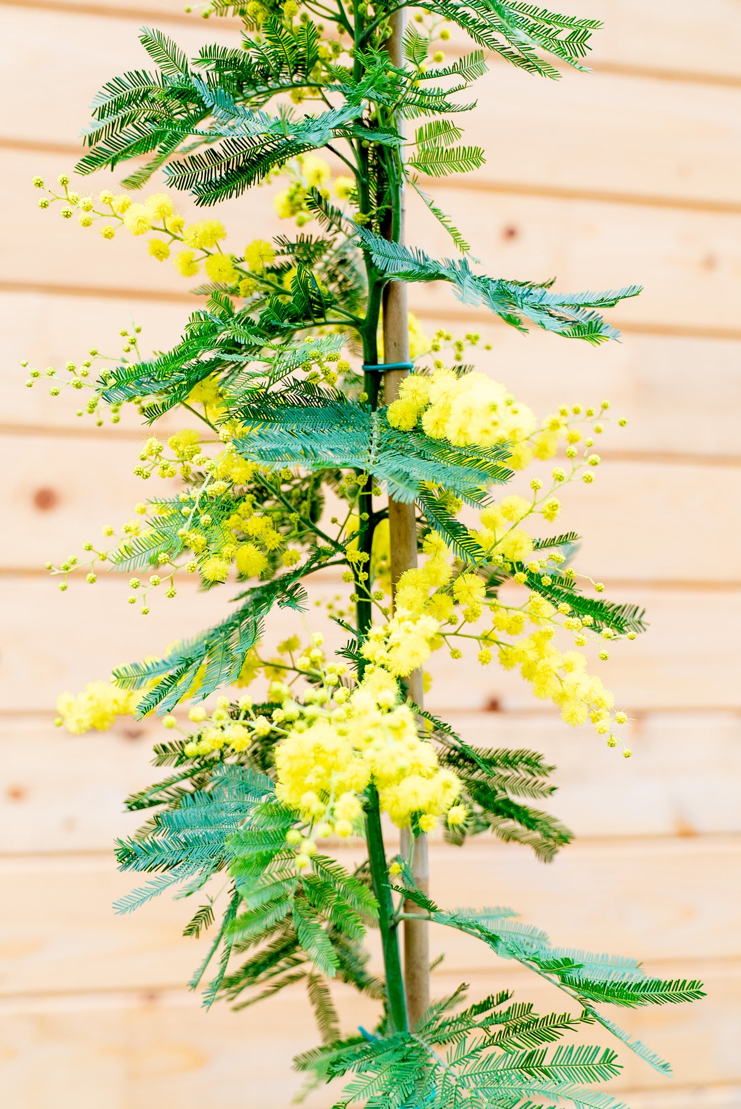 Mimosa - Acacia Dealbata