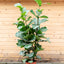 Ficus Lyrata