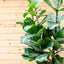Ficus Lyrata
