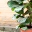 Ficus Lyrata