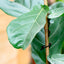 Ficus Lyrata