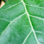 Ficus Lyrata