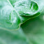 Ficus Lyrata