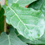 Ficus Lyrata