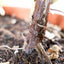 Ficus Lyrata