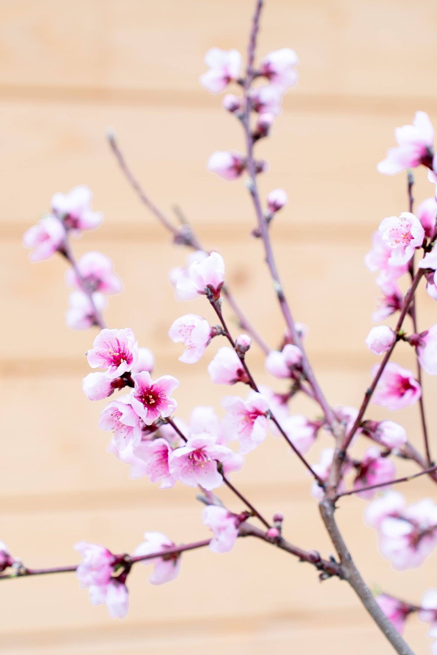 Prunus Persica (Pesco)