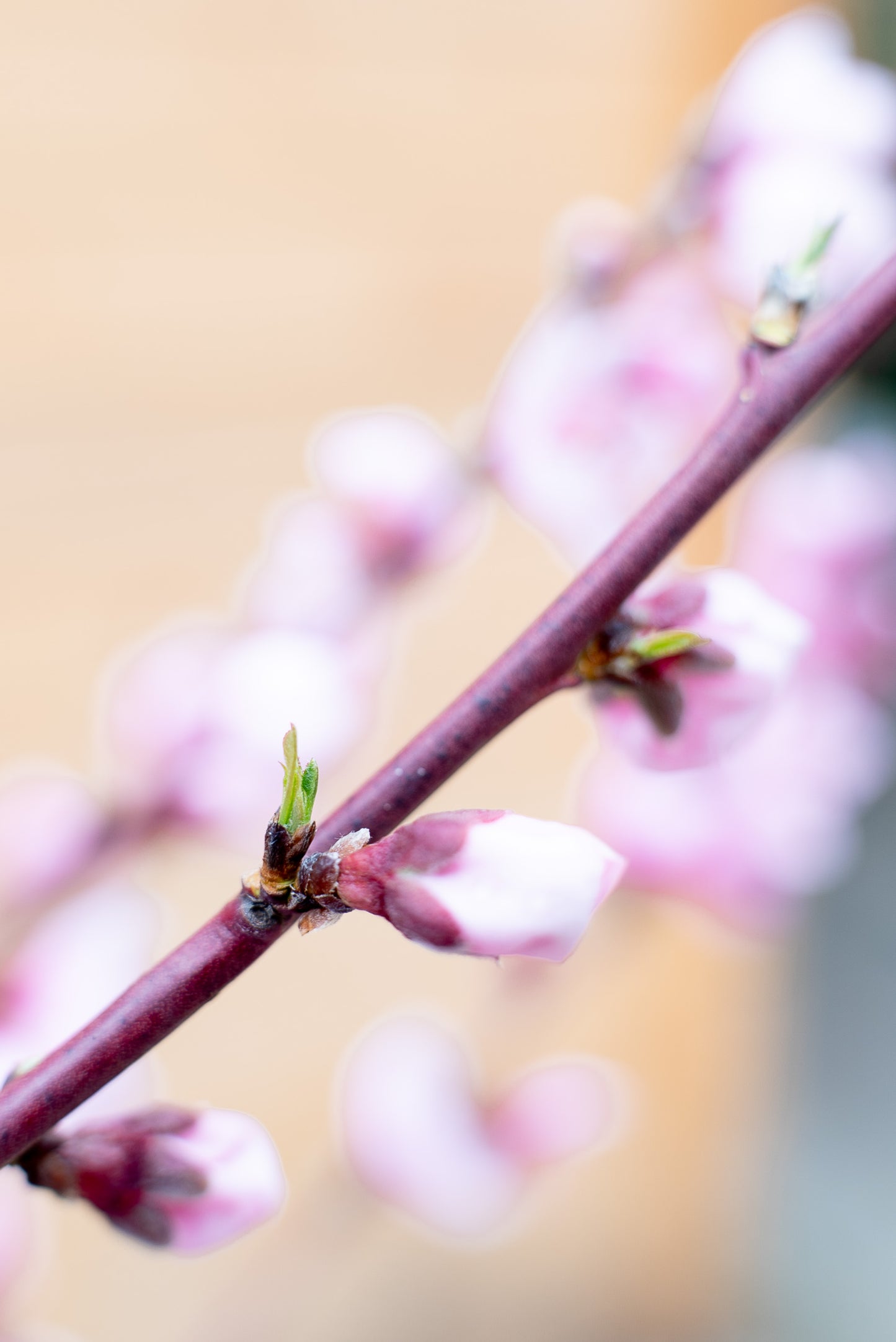 Prunus Persica (Pesco)