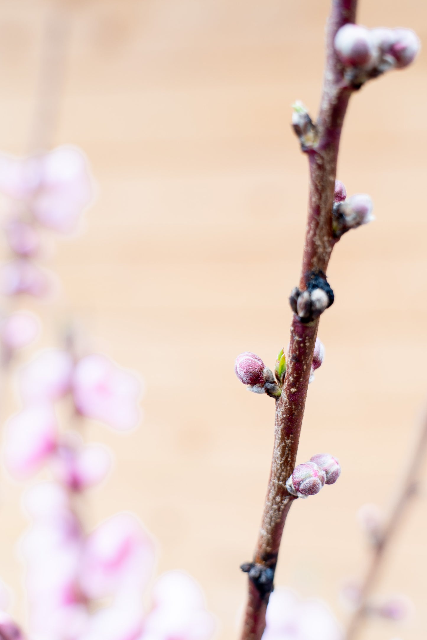 Prunus Persica (Pesco)