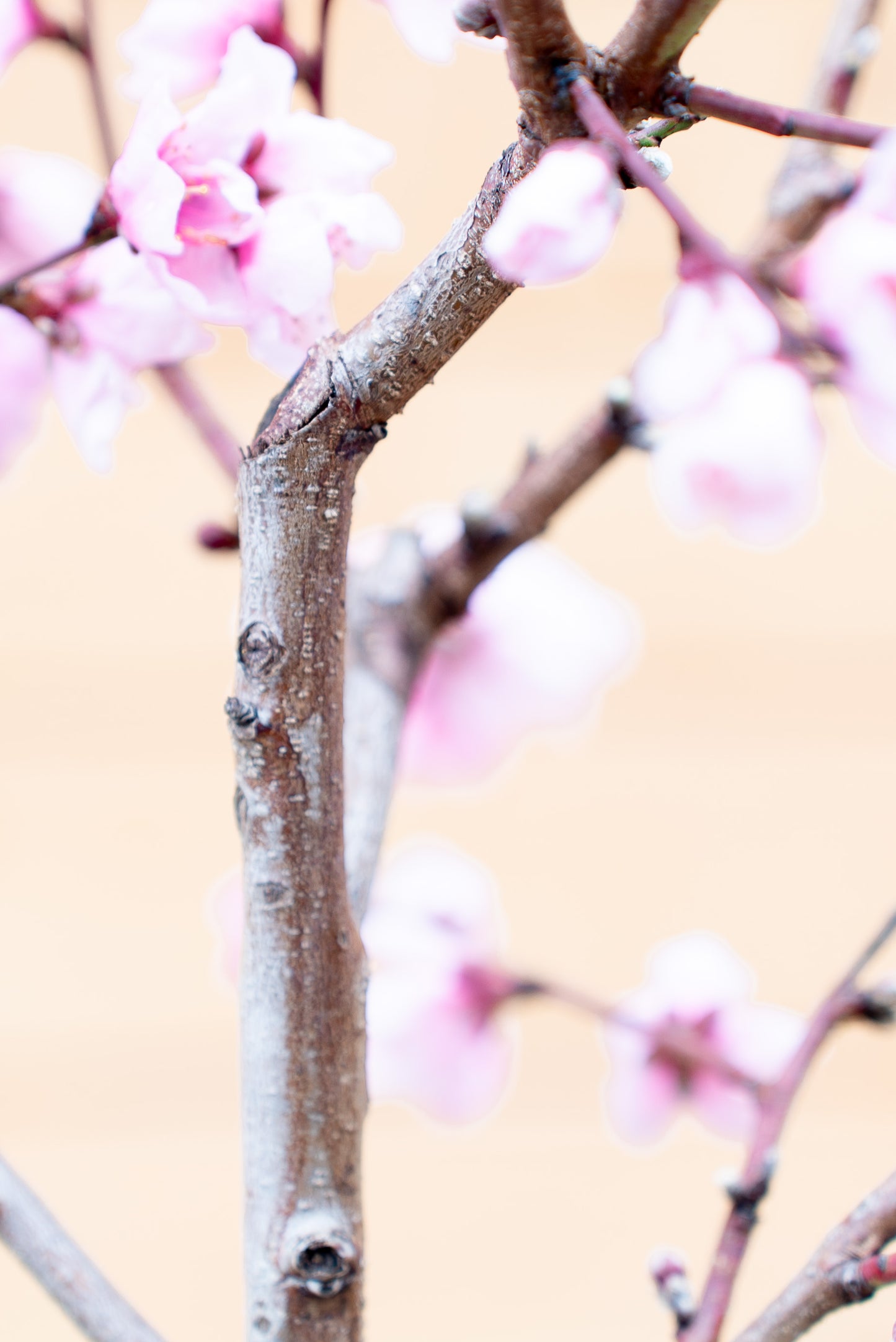 Prunus Persica (Pesco)