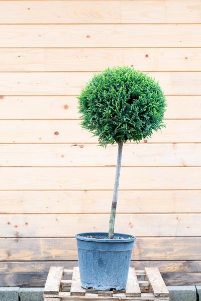 Cupressus Leylandii Pom-Pon Tondo