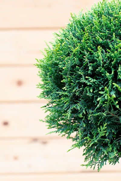 Cupressus Leylandii Pom-Pon Tondo