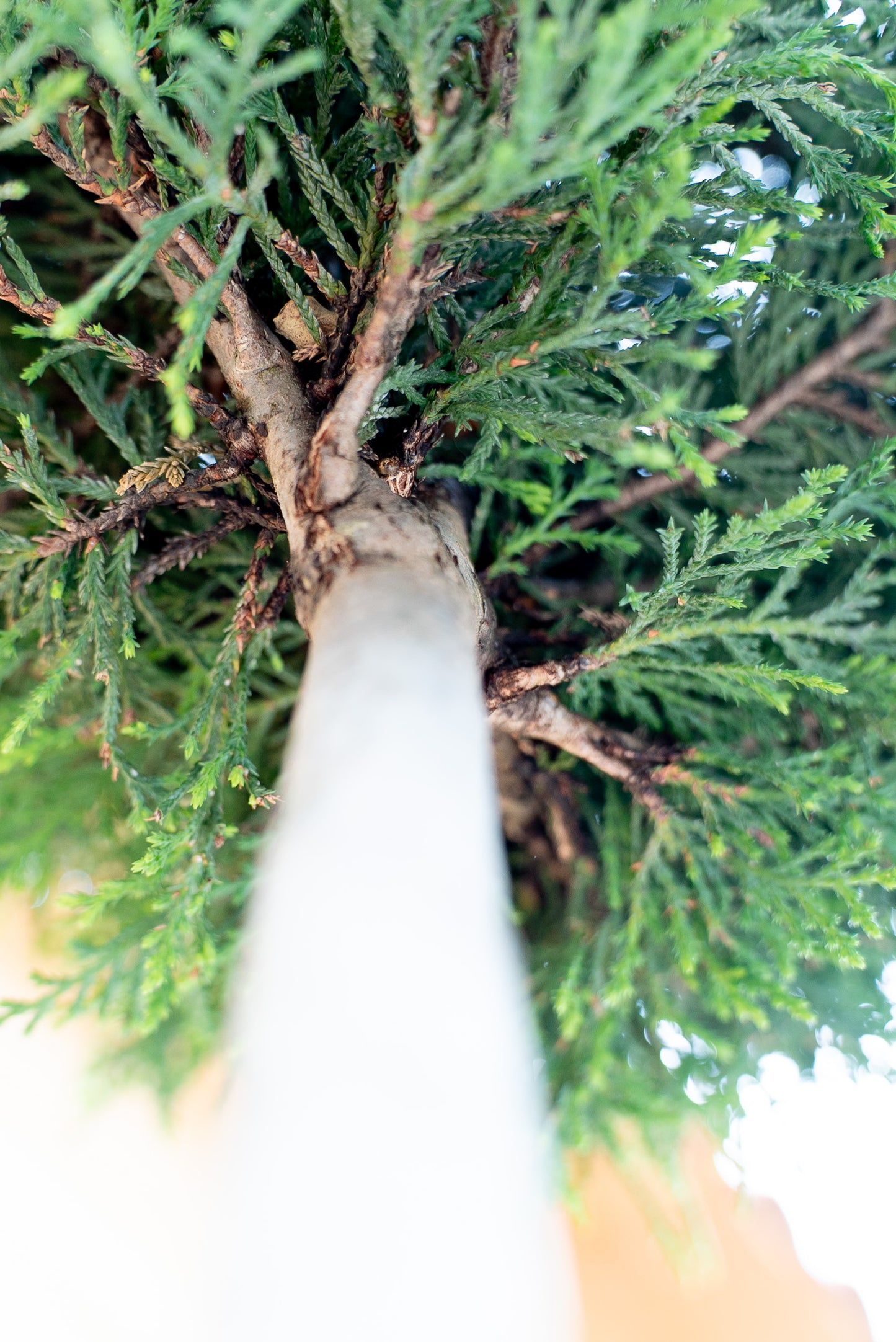 Cupressus Leylandii Pom-Pon Tondo