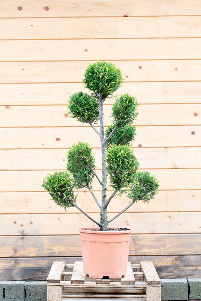 Cupressus Leylandii Pom-Pon