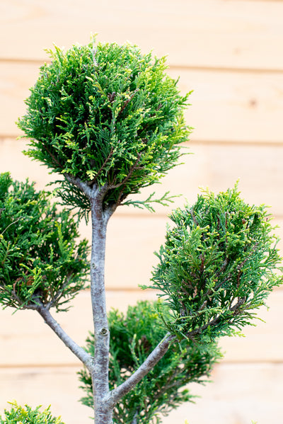 Cupressus Leylandii Pom-Pon