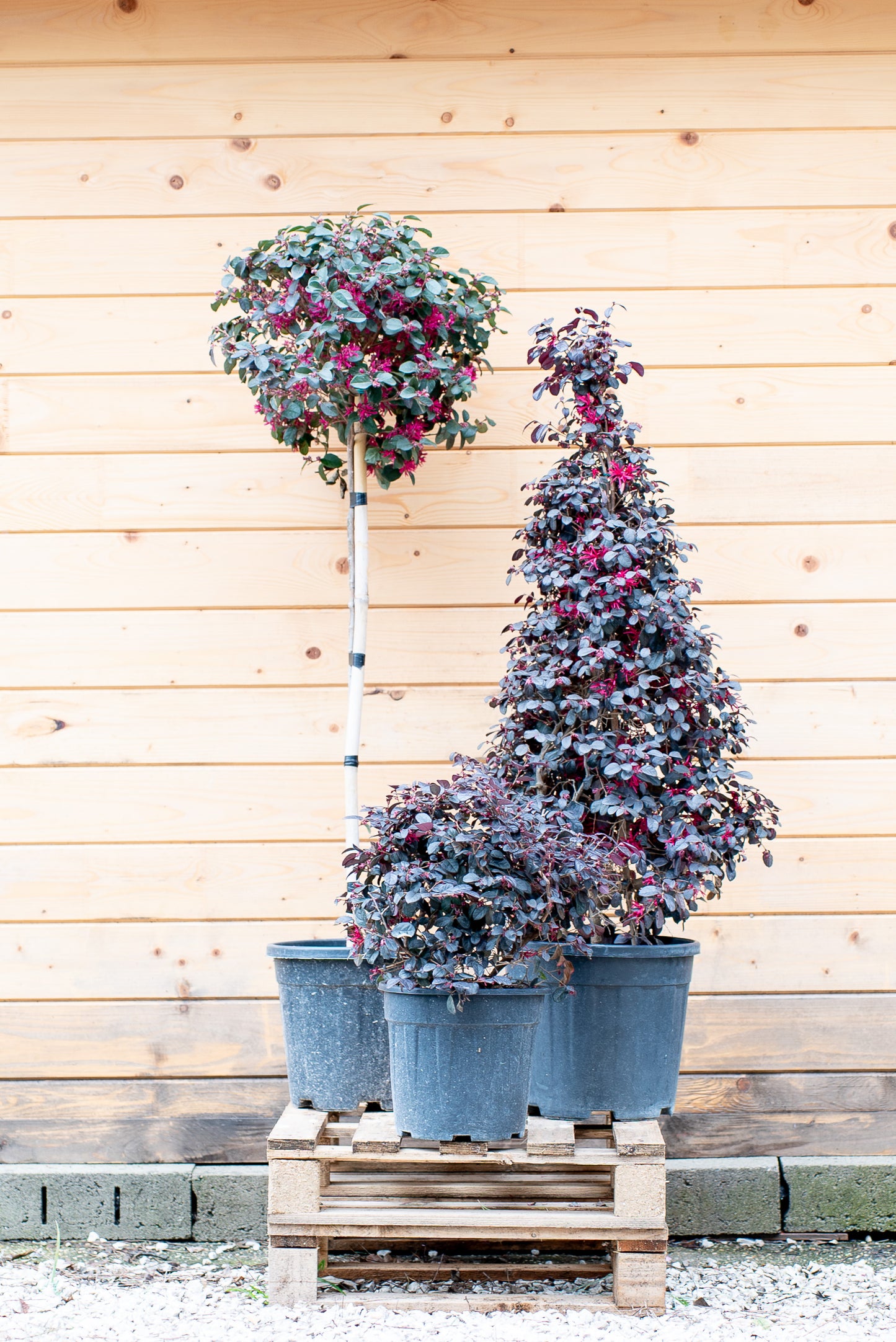 Loropetalum Black Pearl Forme