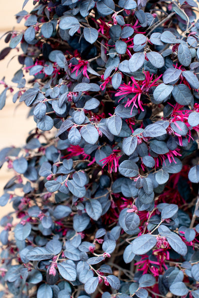 Loropetalum Black Pearl Forme