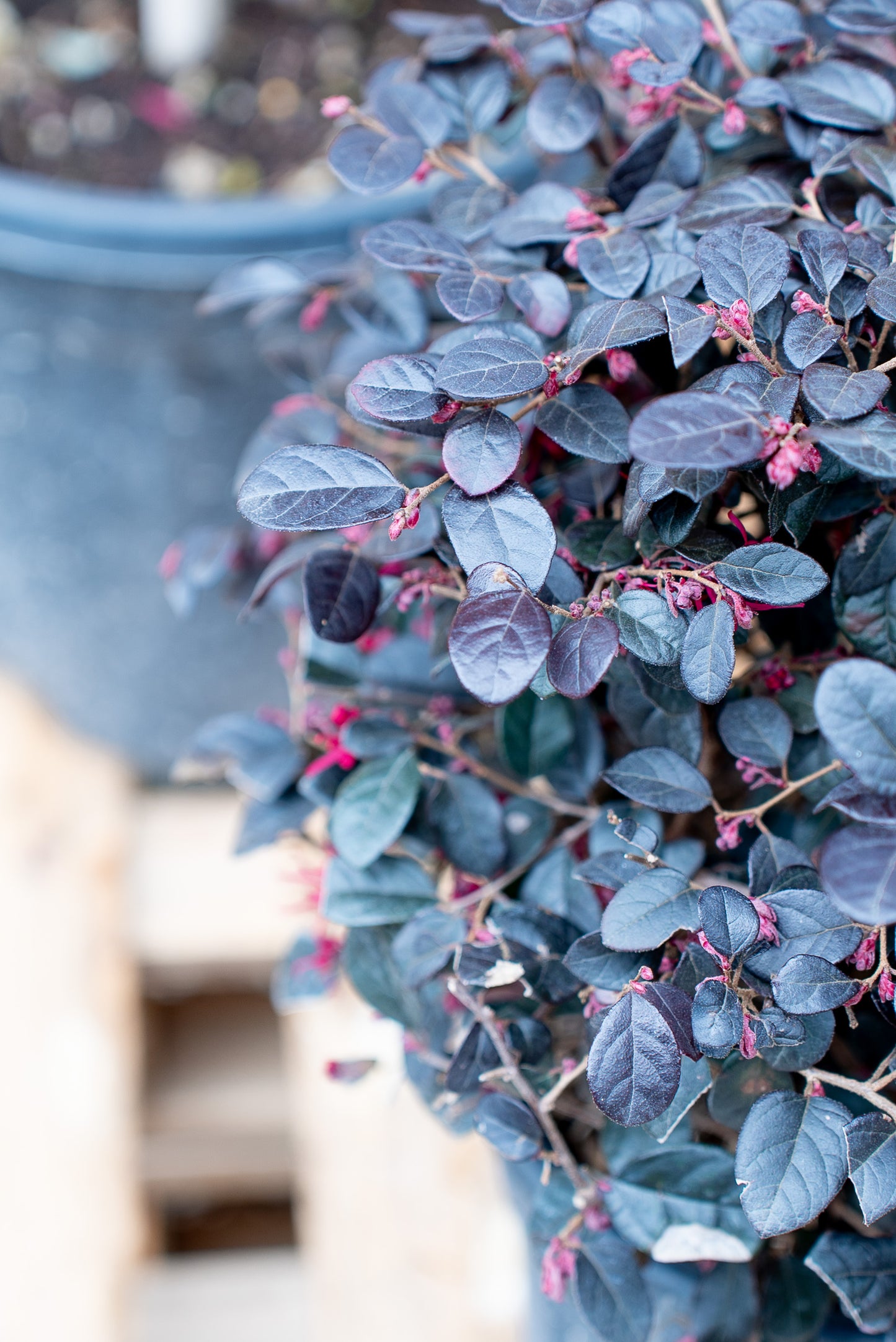 Loropetalum Black Pearl Forme