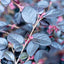 Loropetalum Black Pearl Forme