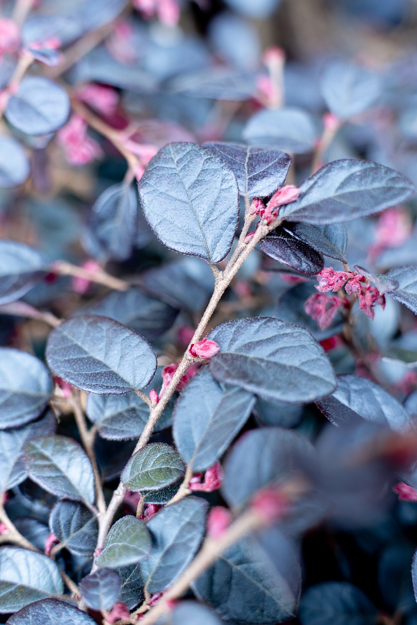 Loropetalum Black Pearl Forme