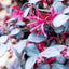 Loropetalum Black Pearl Forme