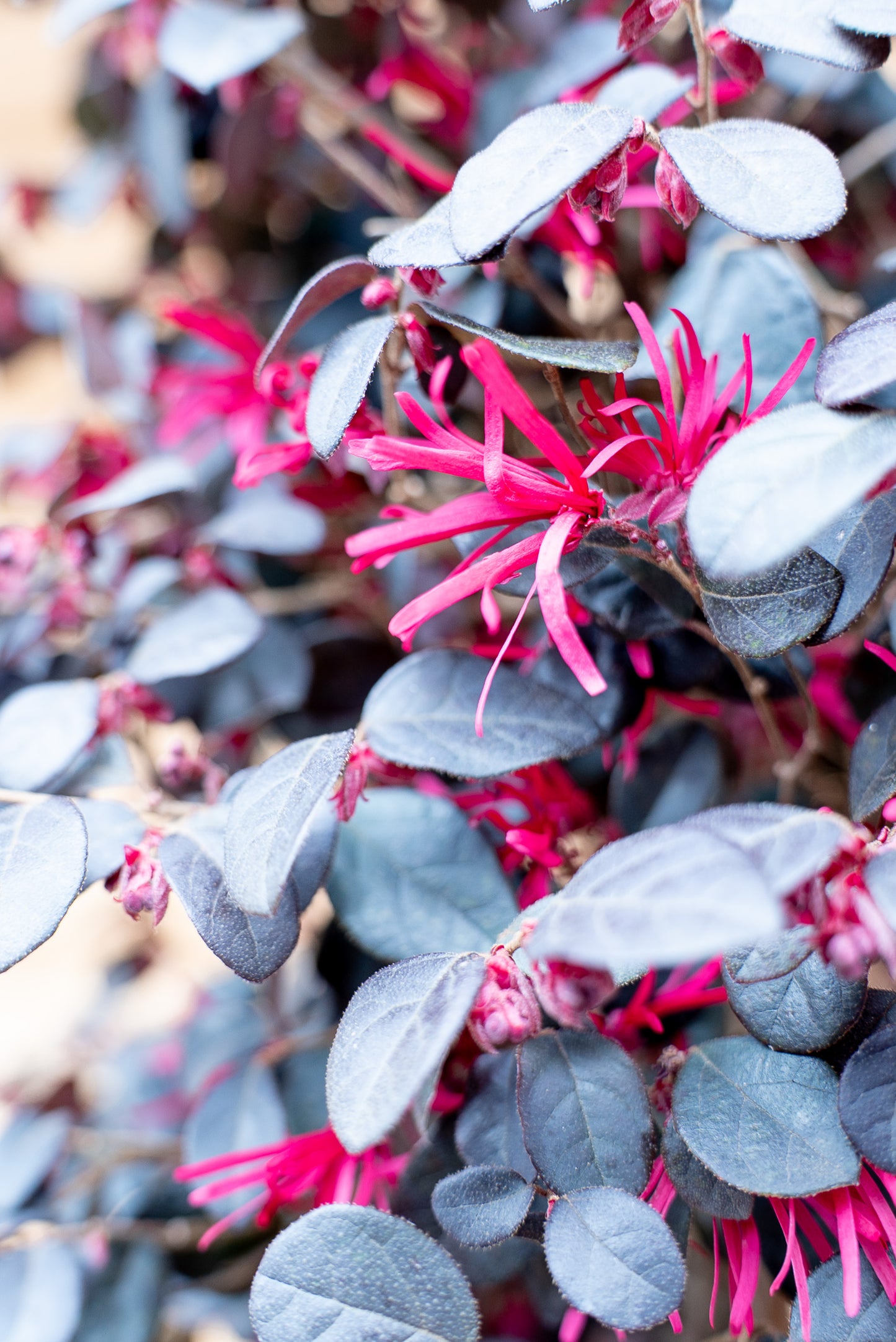 Loropetalum Black Pearl Forme