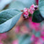 Loropetalum Black Pearl Forme