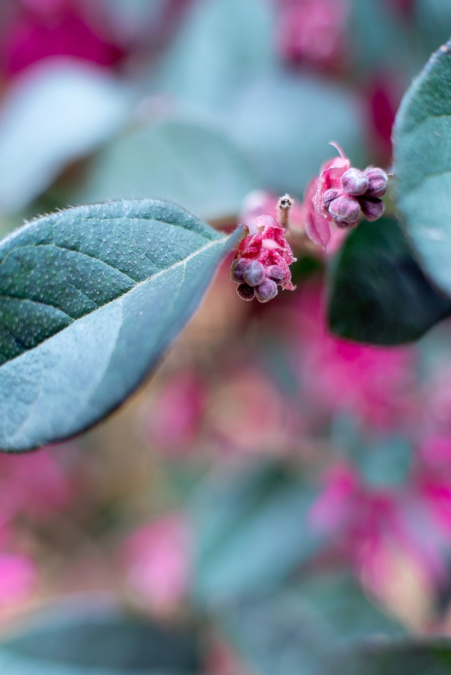 Loropetalum Black Pearl Forme