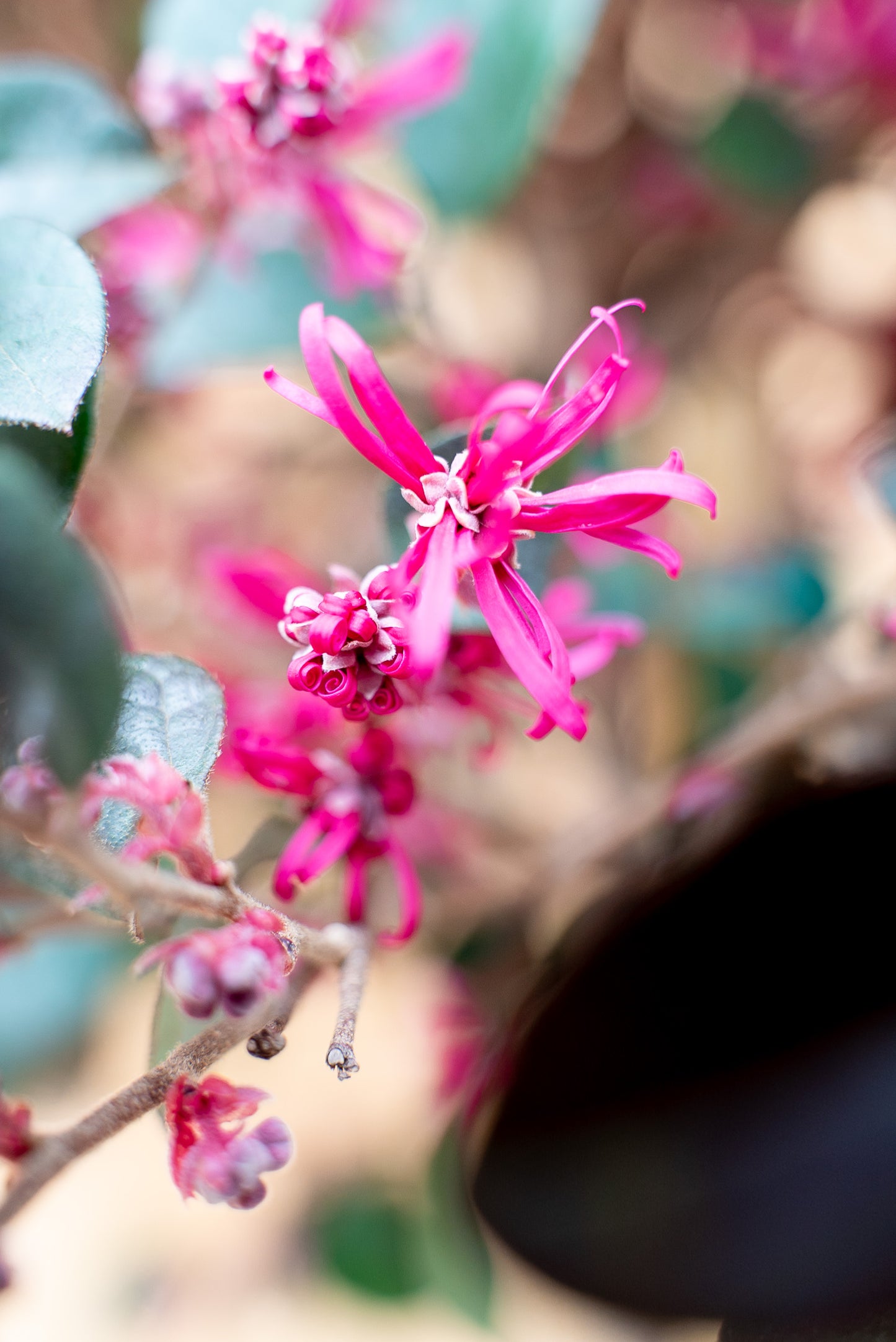 Loropetalum Black Pearl Forme