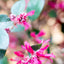 Loropetalum Black Pearl Forme