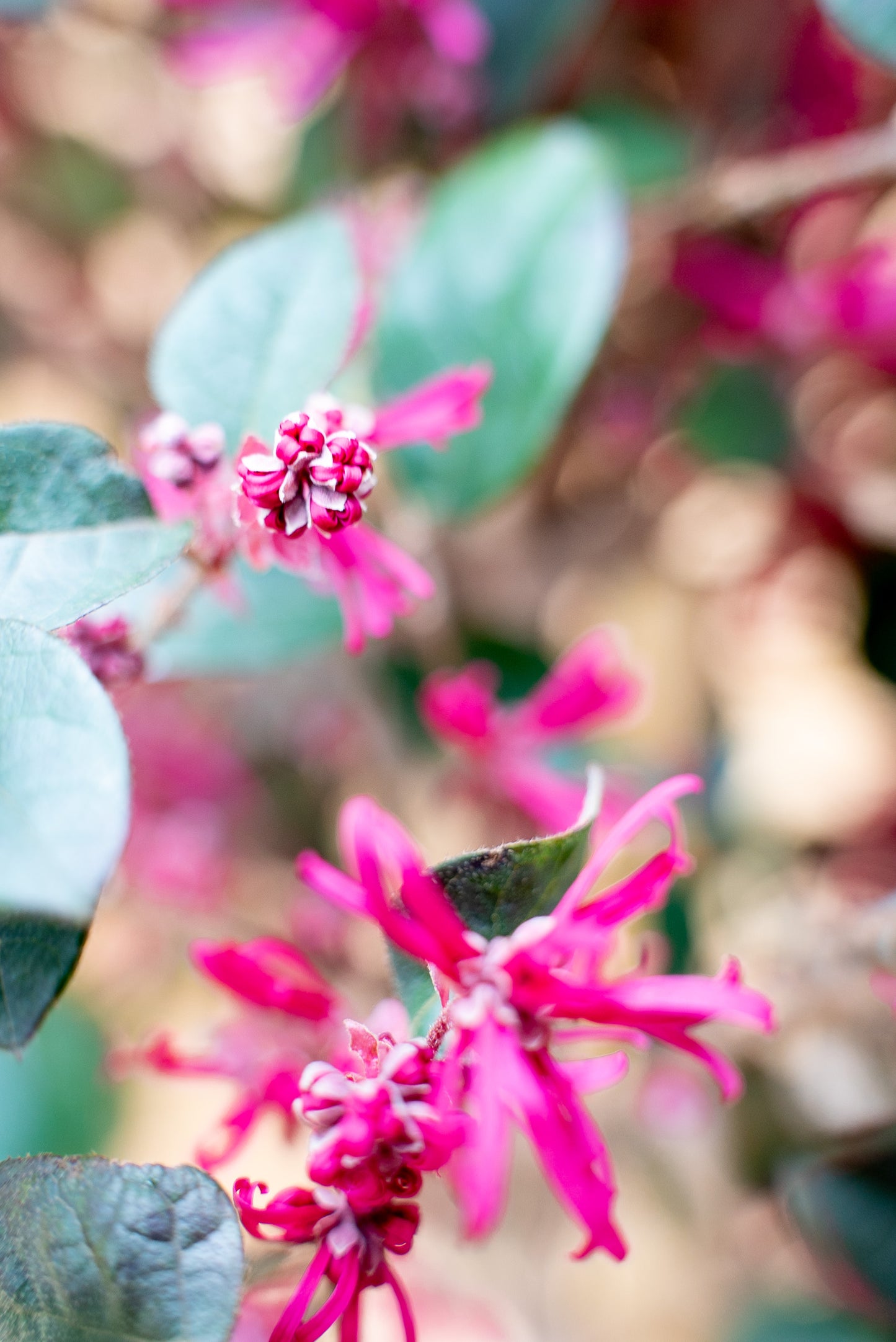 Loropetalum Black Pearl Forme