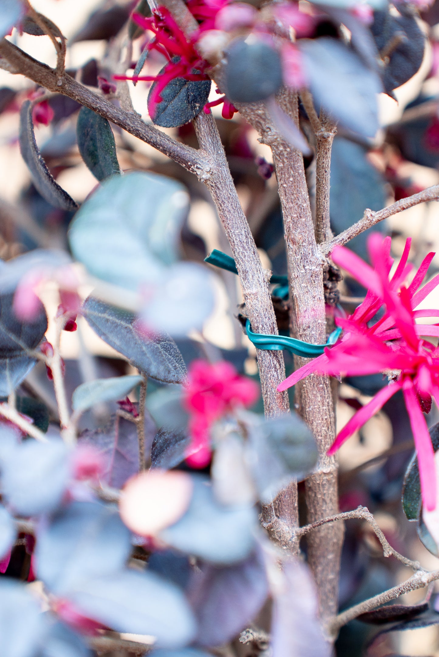 Loropetalum Black Pearl Forme