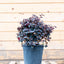 Loropetalum Black Pearl Forme