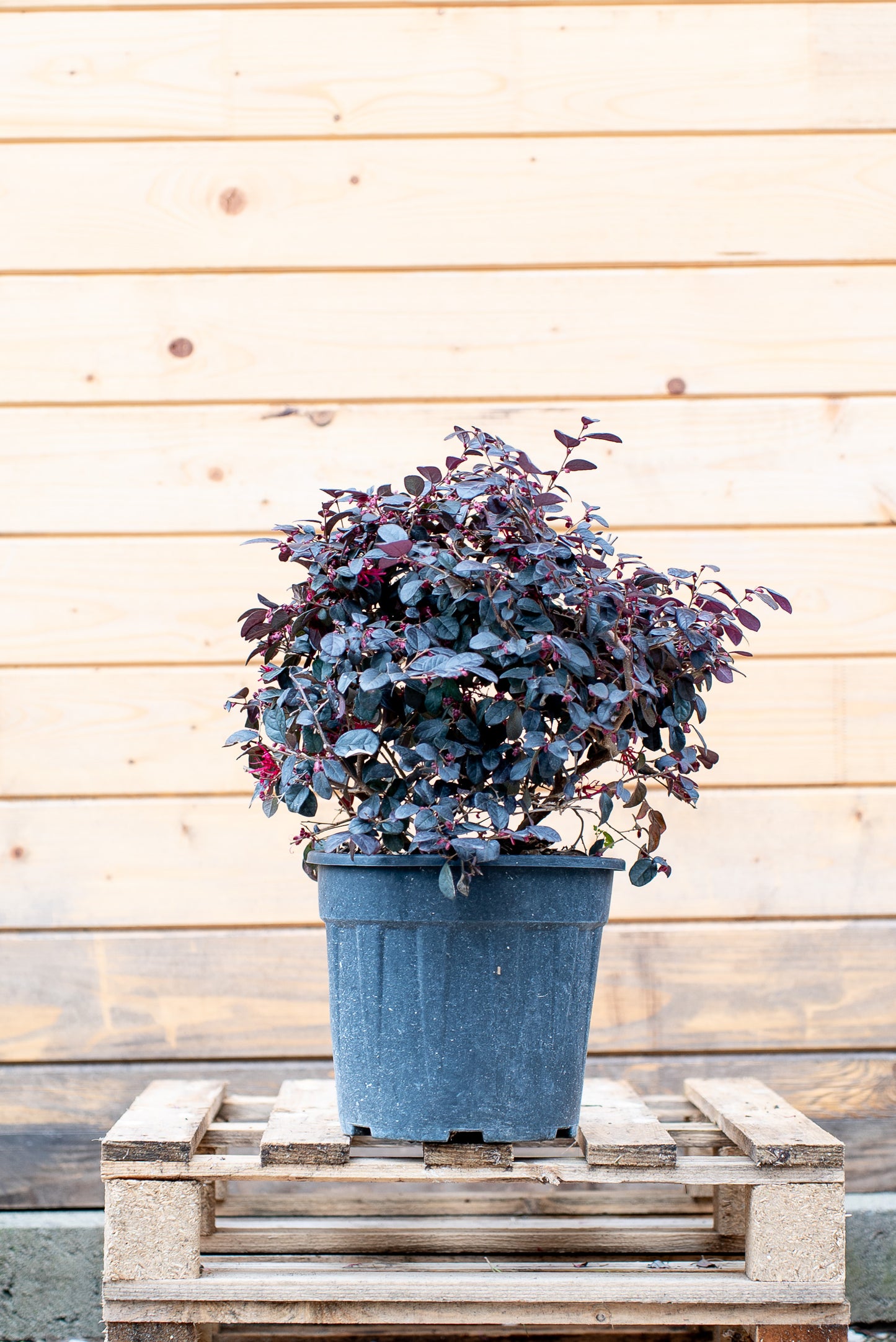 Loropetalum Black Pearl Forme