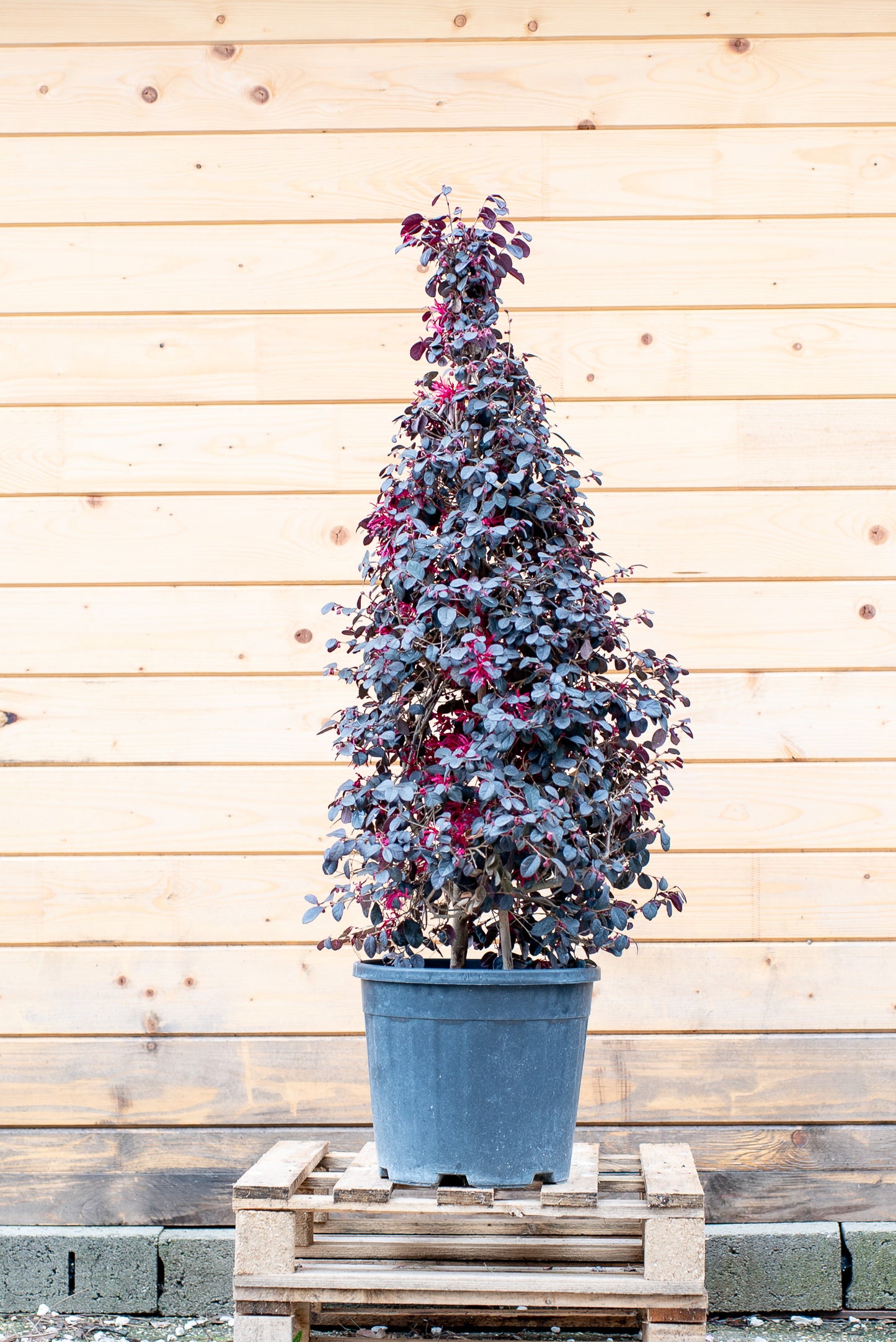 Loropetalum Black Pearl Forme