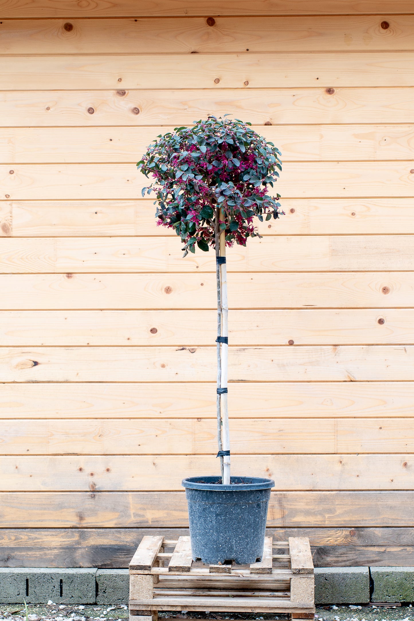 Loropetalum Black Pearl Forme