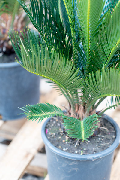 Cycas Revoluta