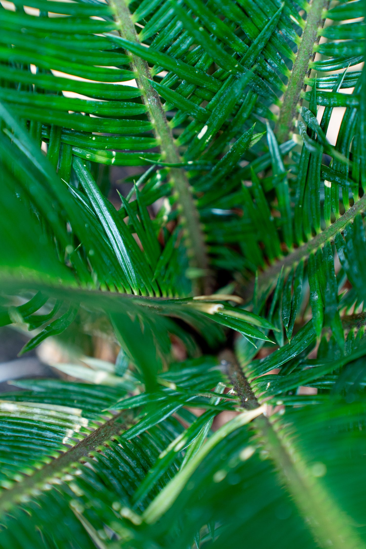 Cycas Revoluta