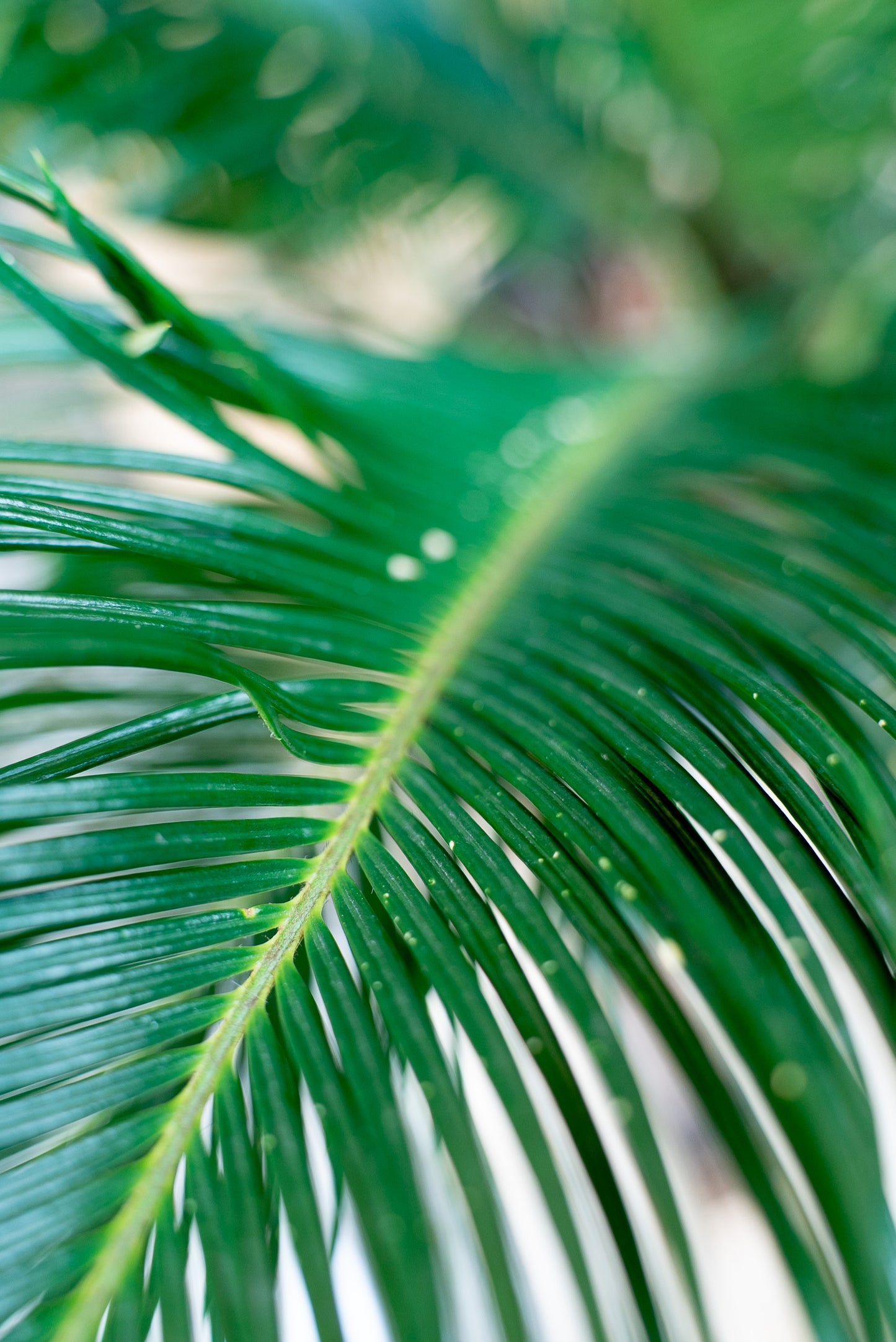 Cycas Revoluta