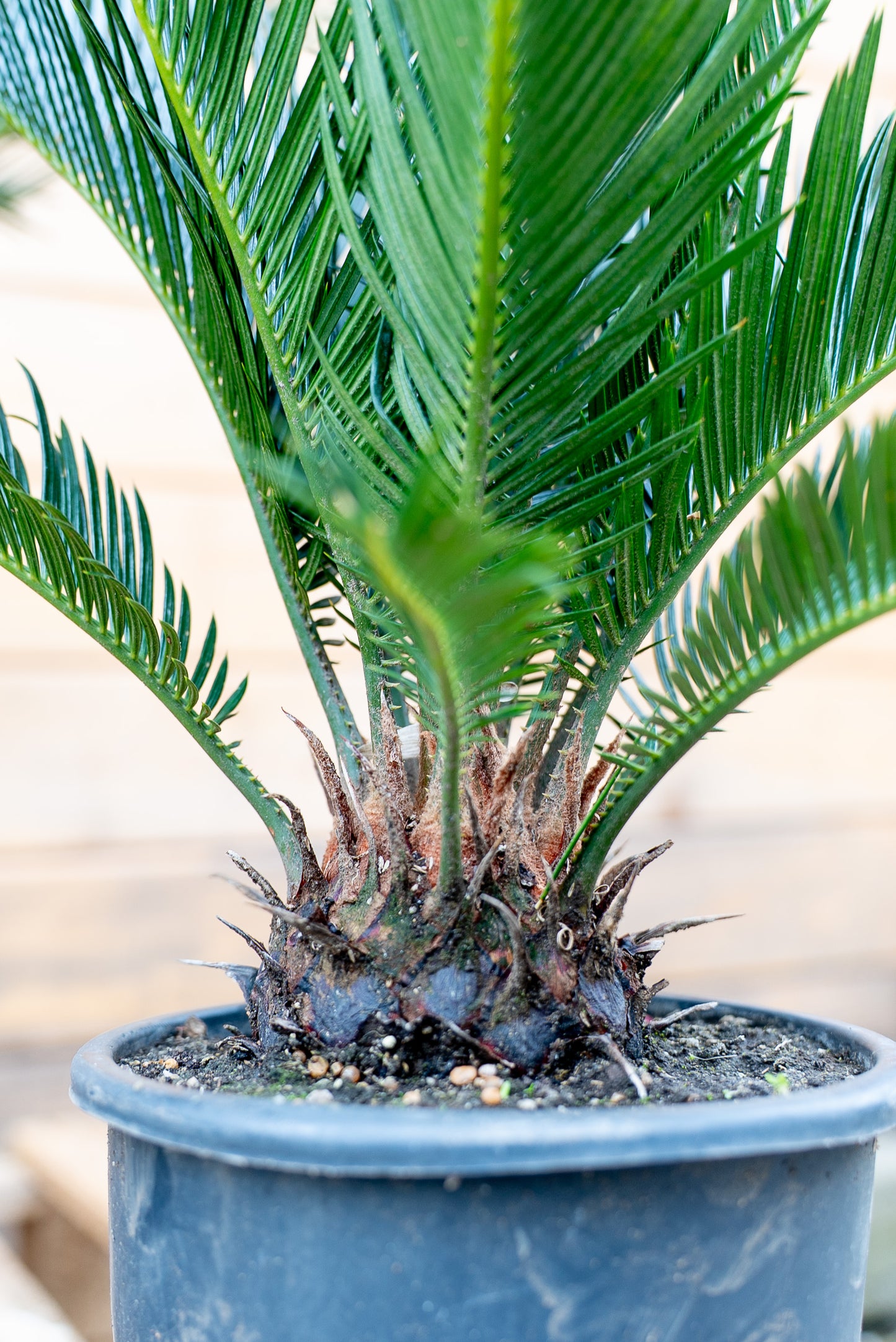 Cycas Revoluta